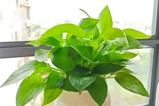 吸甲醛植物十強出爐，黃金葛慘遭 「擠出」 前三，第一名實力逆天
