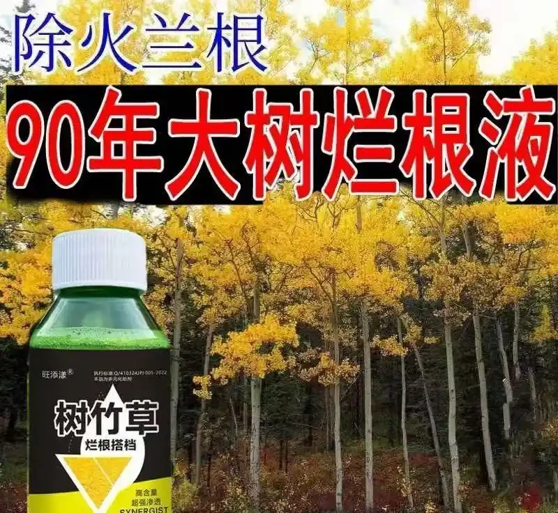 三米大樹突發乾枯枯死?根腐危機全程解析與高效防治方案