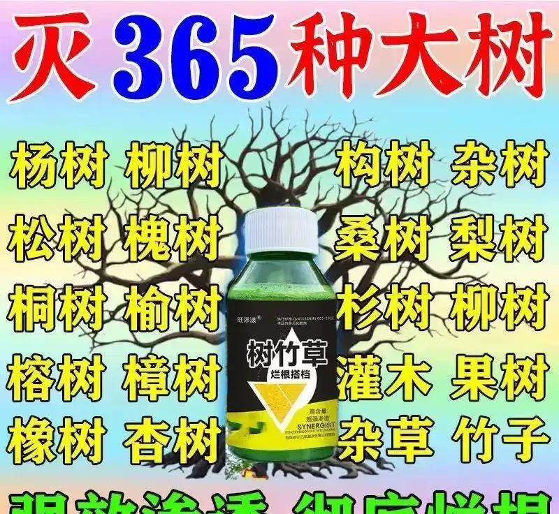 三米大樹突發乾枯枯死?根腐危機全程解析與高效防治方案