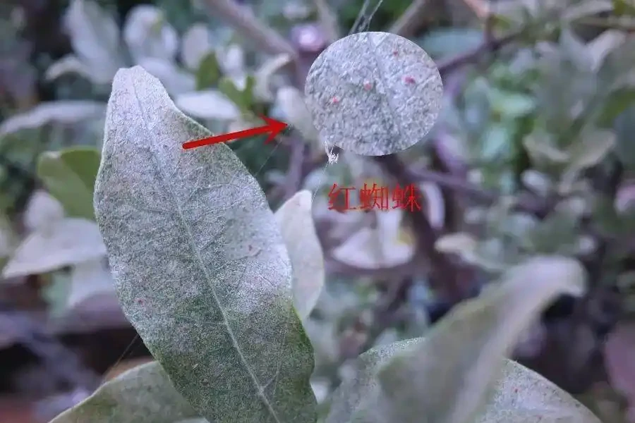 金彈子常見蟲害及其防治策略探討