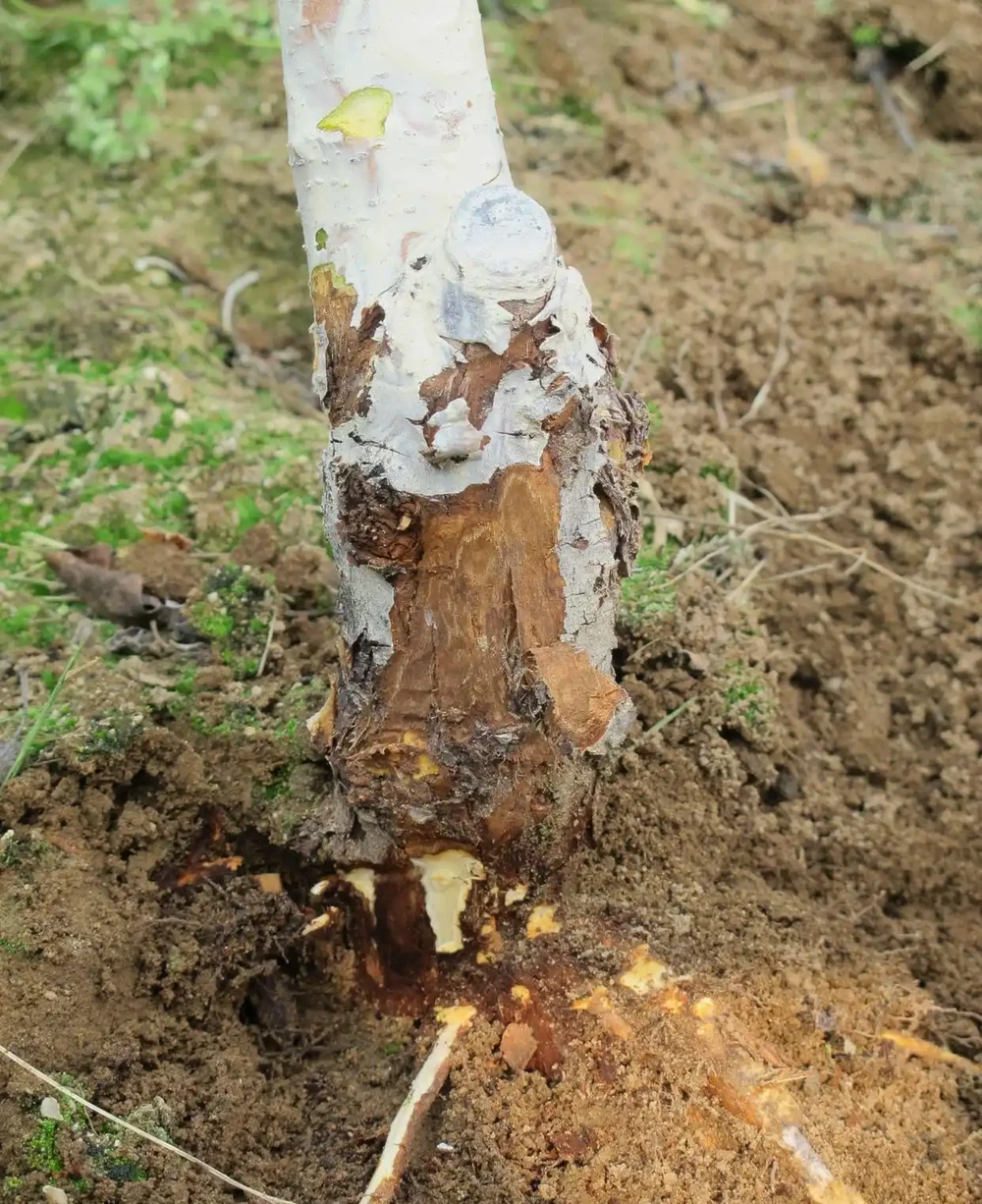 三米大樹突發乾枯枯死?根腐危機全程解析與高效防治方案
