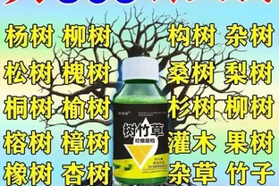 三米大樹突發乾枯枯死？根腐危機全程解析與高效防治方案
