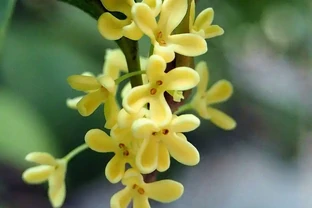 木樨葉子乾枯掉落？6大原因及拯救方法