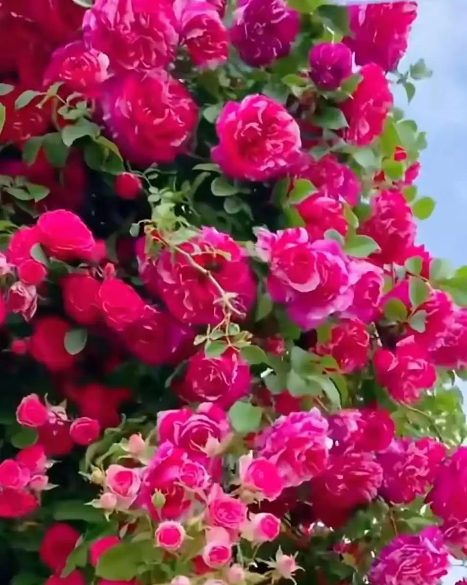 雲南女子因「最美爬牆薔薇」而走紅網路，粉紅色的浪漫，建議都養