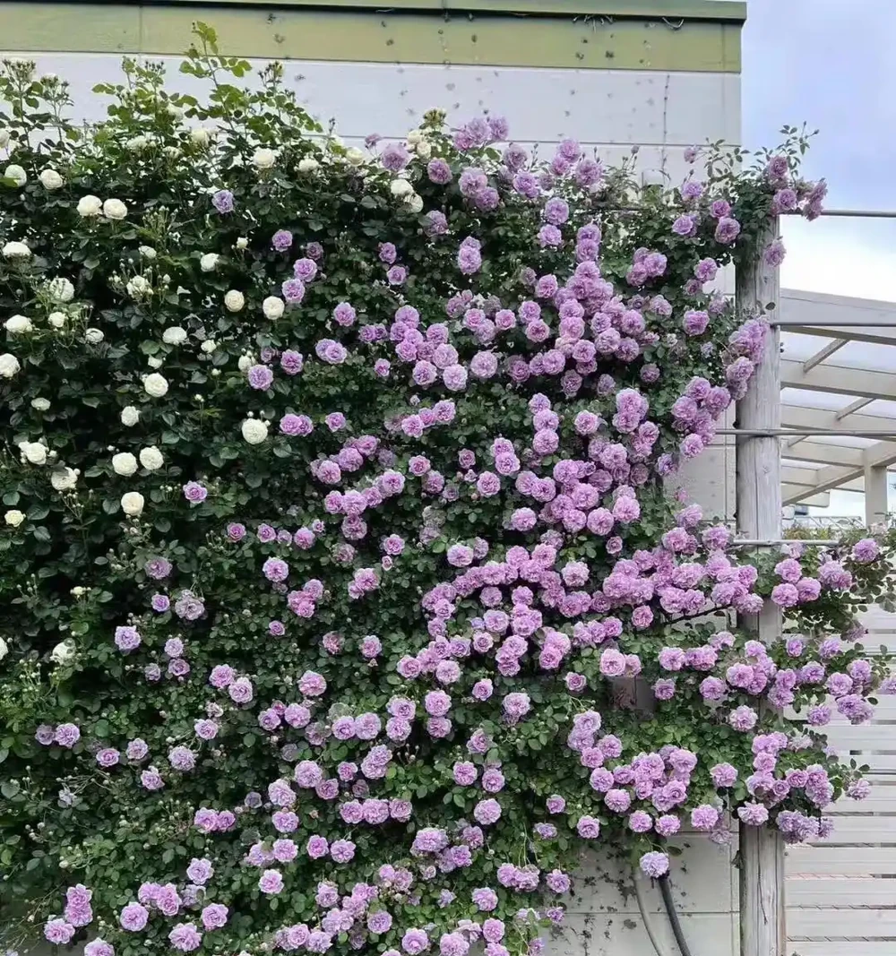 雲南女子因「最美爬牆薔薇」而走紅網路，粉紅色的浪漫，建議都養