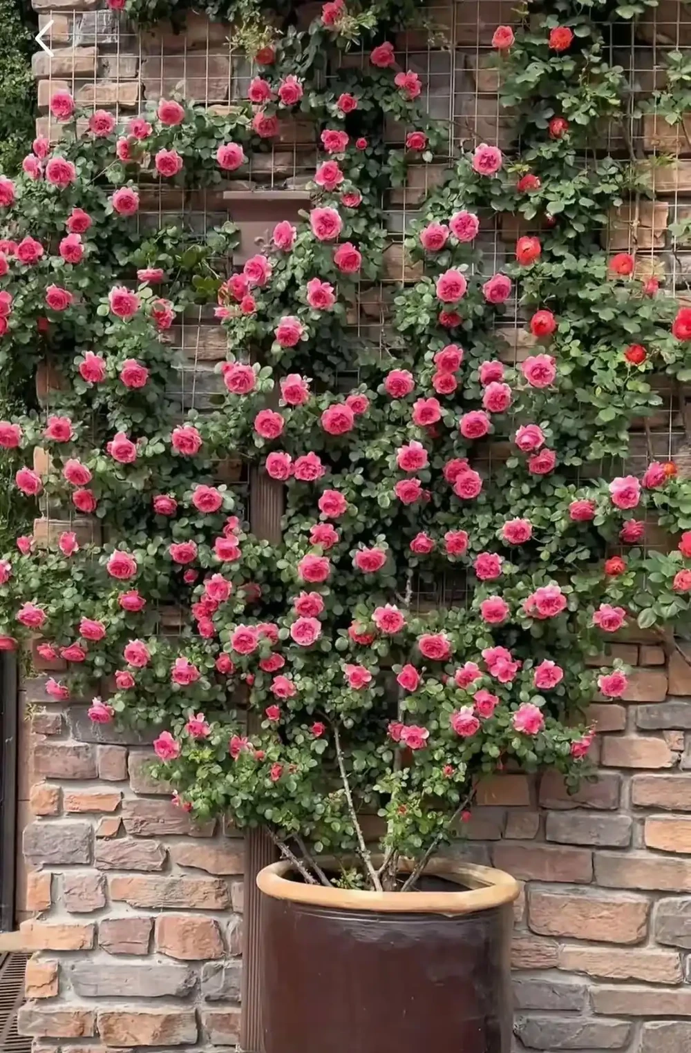 雲南女子因「最美爬牆薔薇」而走紅網路，粉紅色的浪漫，建議都養