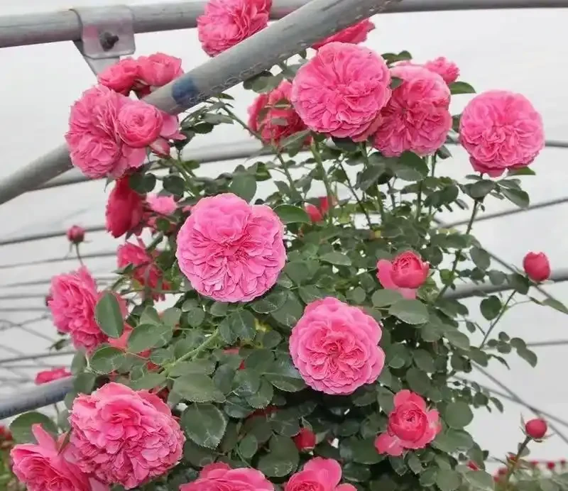 雲南女子因「最美爬牆薔薇」而走紅網路，粉紅色的浪漫，建議都養