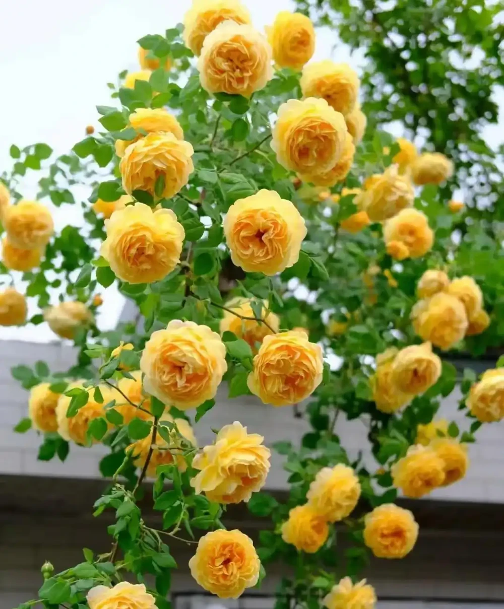 雲南女子因「最美爬牆薔薇」而走紅網路，粉紅色的浪漫，建議都養