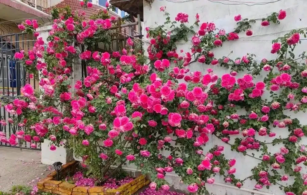 雲南女子因「最美爬牆薔薇」而走紅網路，粉紅色的浪漫，建議都養