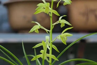 蘭花葉色異常的成因及解決方案