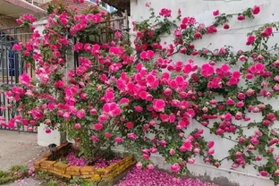 雲南女子因「最美爬牆薔薇」而走紅網路，粉紅色的浪漫，建議都養
