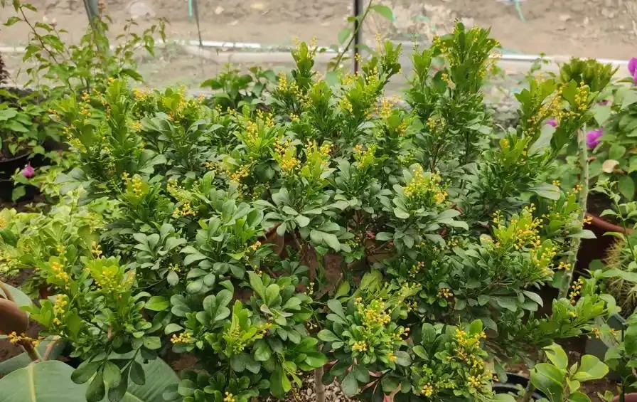 最香的「5種花」,又美又長壽,一年四季開,能香幾十年