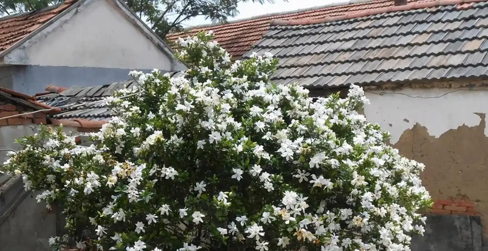 最香的「5種花」,又美又長壽,一年四季開,能香幾十年