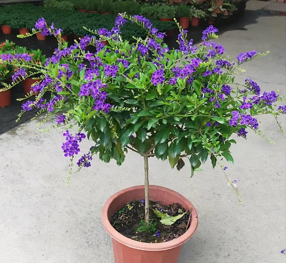 最香的「5種花」,又美又長壽,一年四季開,能香幾十年