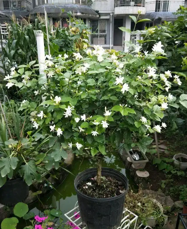 最香的「5種花」,又美又長壽,一年四季開,能香幾十年