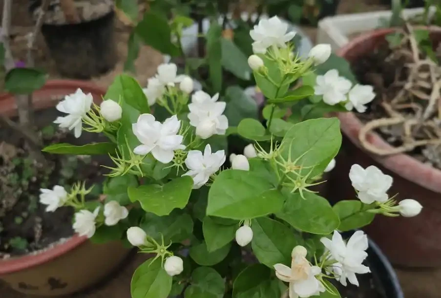 最香的「5種花」,又美又長壽,一年四季開,能香幾十年