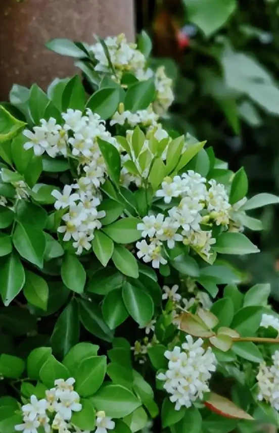 最香的「5種花」,又美又長壽,一年四季開,能香幾十年