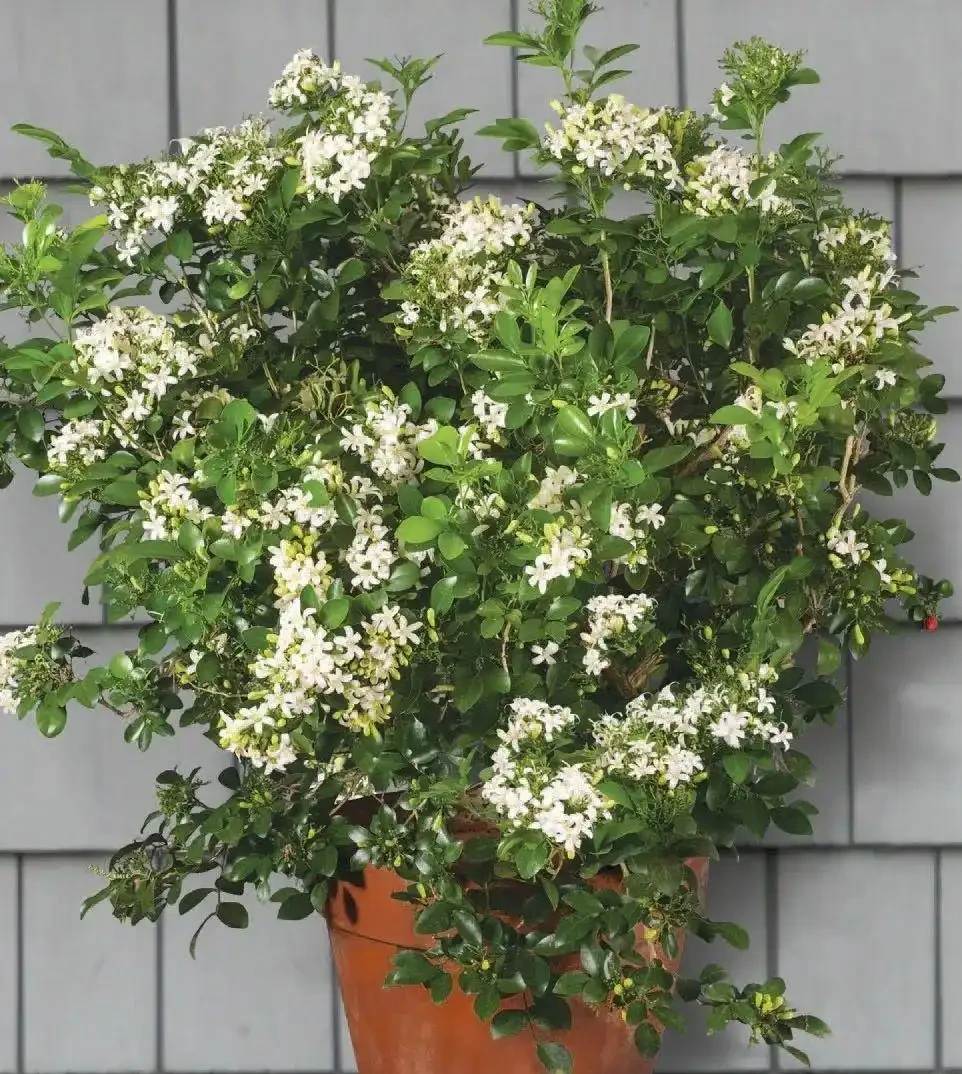 最香的「5種花」,又美又長壽,一年四季開,能香幾十年