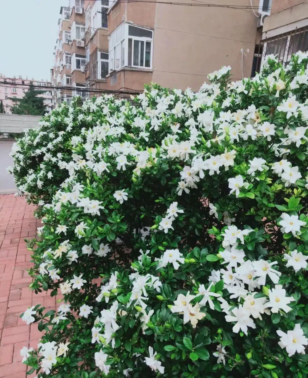 最香的「5種花」,又美又長壽,一年四季開,能香幾十年