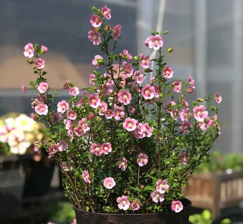 最香的「5種花」,又美又長壽,一年四季開,能香幾十年
