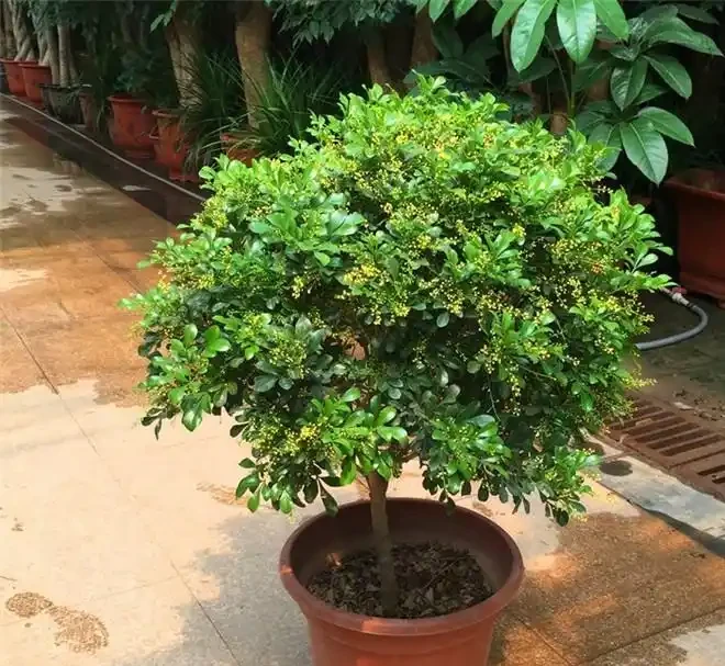 最香的「5種花」,又美又長壽,一年四季開,能香幾十年