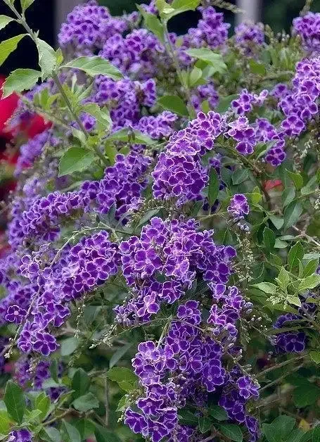 最香的「5種花」,又美又長壽,一年四季開,能香幾十年