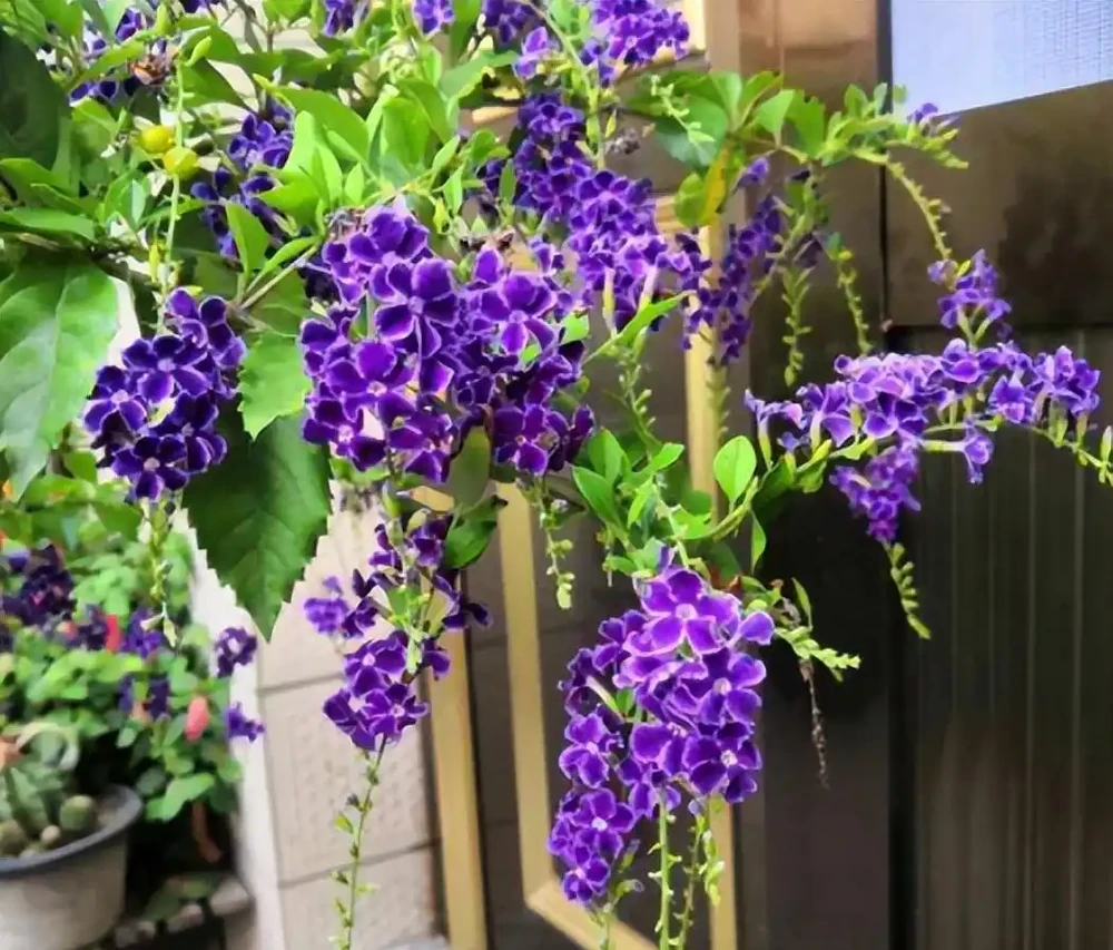 最香的「5種花」,又美又長壽,一年四季開,能香幾十年