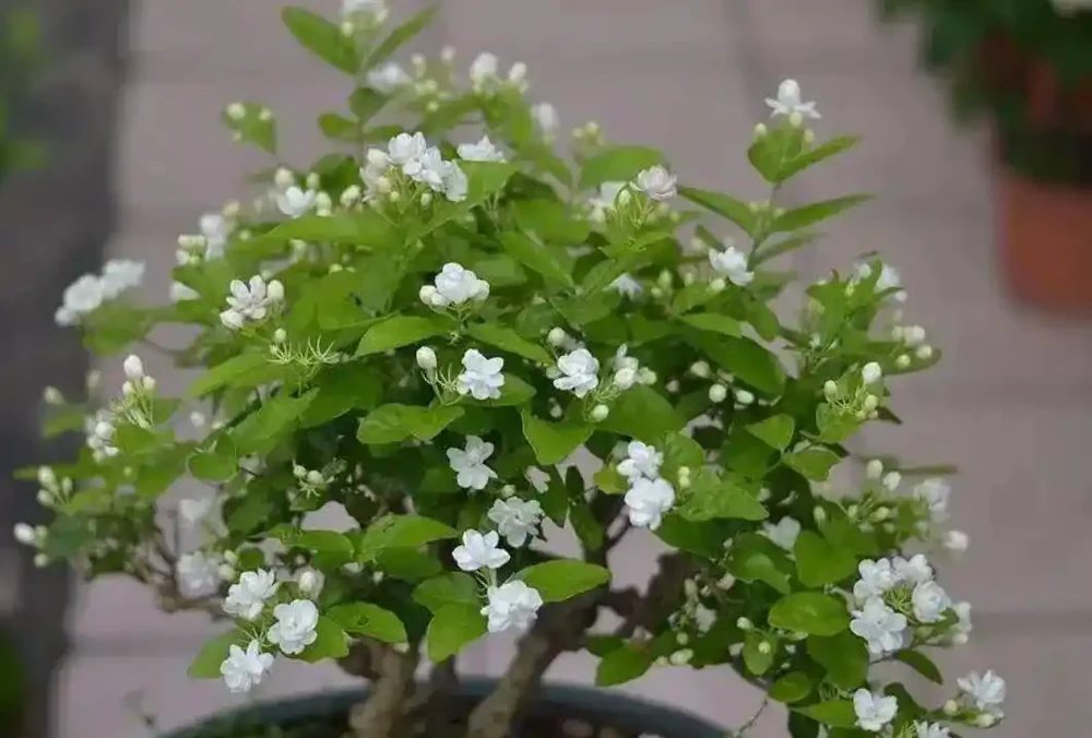 最香的「5種花」,又美又長壽,一年四季開,能香幾十年
