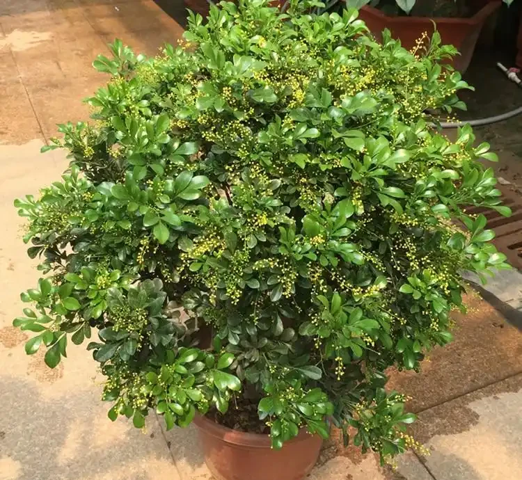 最香的「5種花」,又美又長壽,一年四季開,能香幾十年