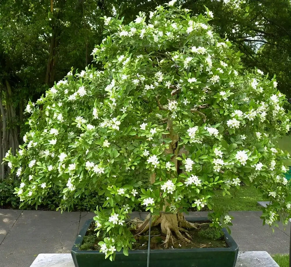 最香的「5種花」,又美又長壽,一年四季開,能香幾十年