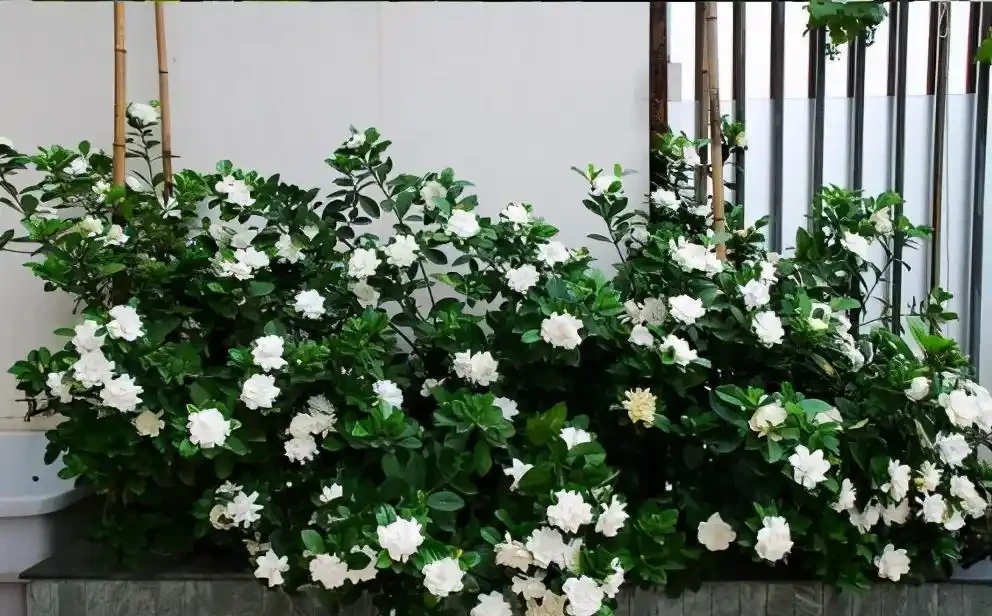 最香的「5種花」，又美又長壽，一年四季開，能香幾十年