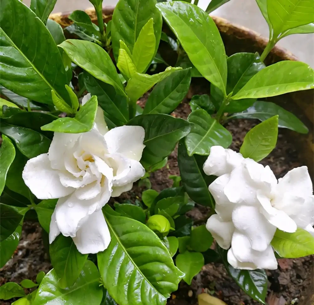最香的「5種花」,又美又長壽,一年四季開,能香幾十年