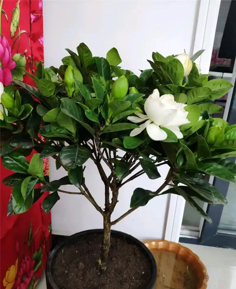 最香的「5種花」,又美又長壽,一年四季開,能香幾十年