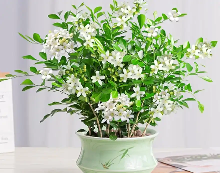 最香的「5種花」,又美又長壽,一年四季開,能香幾十年