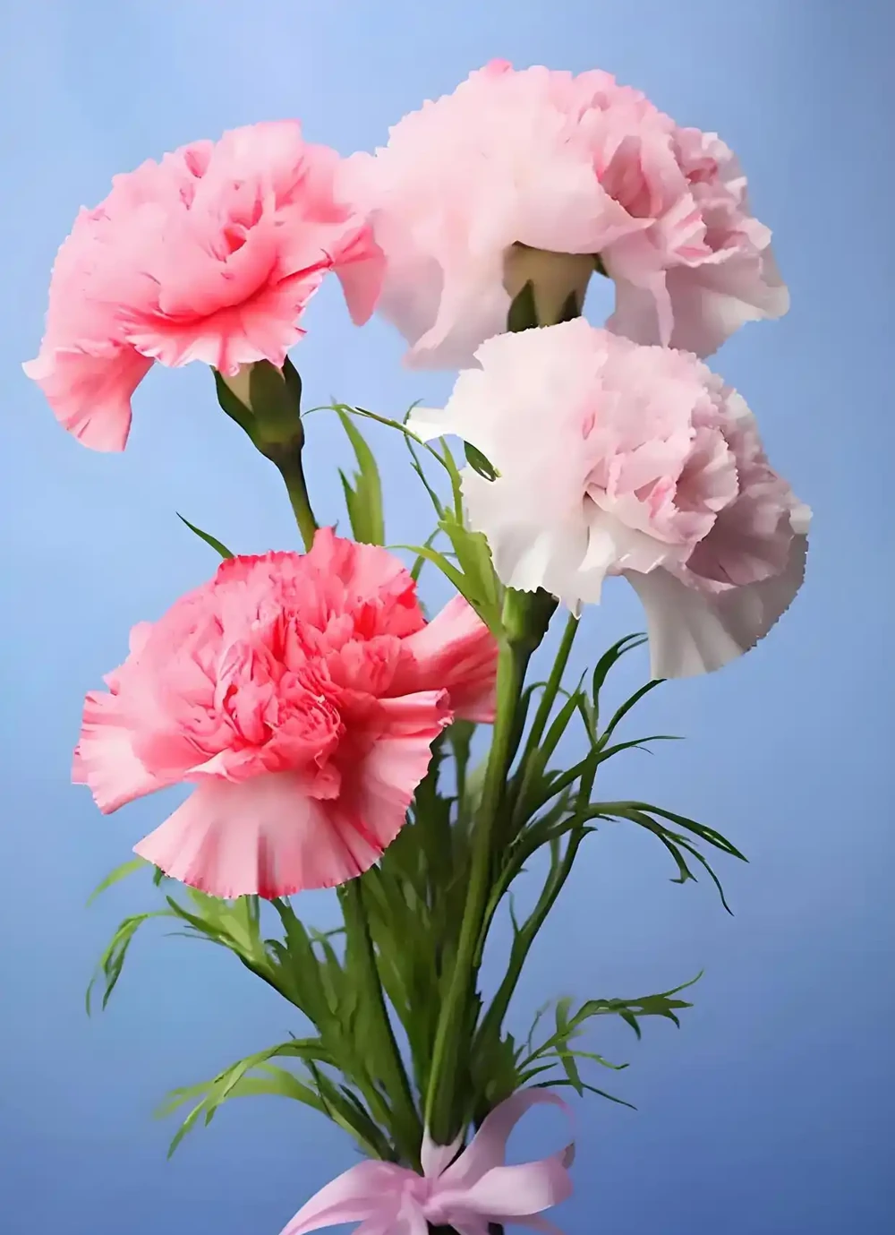 母親節特供:康乃馨——母親之花,代表最溫馨的祝福
