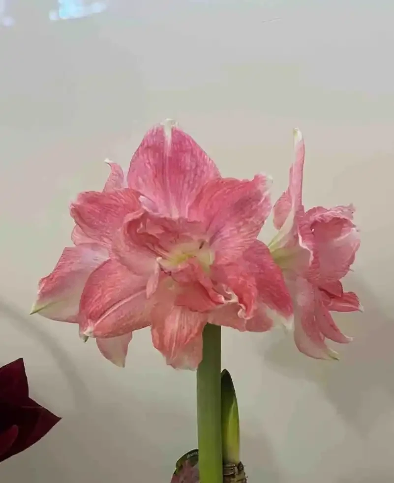 盤點最皮實的鮮花,最強悍的開了4個多月,純乾貨