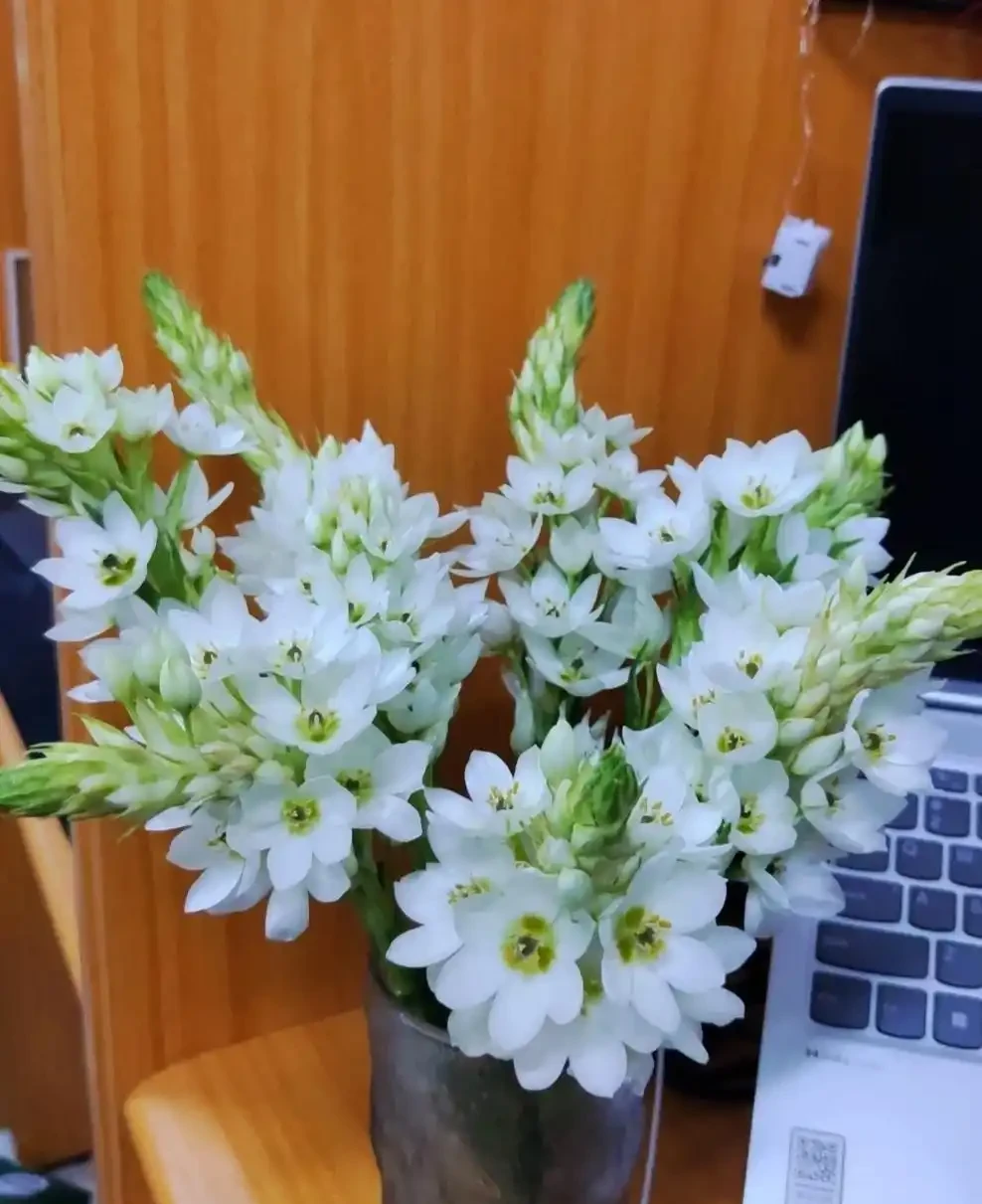 盤點最皮實的鮮花,最強悍的開了4個多月,純乾貨