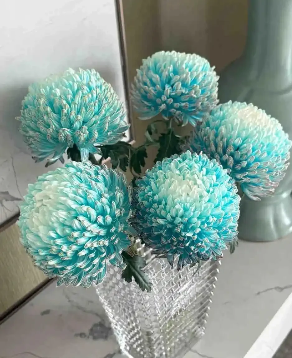 盤點最皮實的鮮花,最強悍的開了4個多月,純乾貨