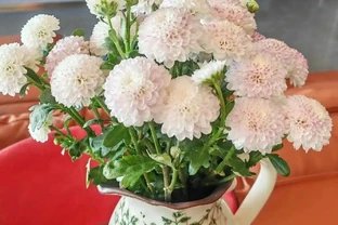 盤點最皮實的鮮花，最強悍的開了4個多月，純乾貨
