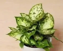 家裡煙味重?養這5種花,空氣清新身體好