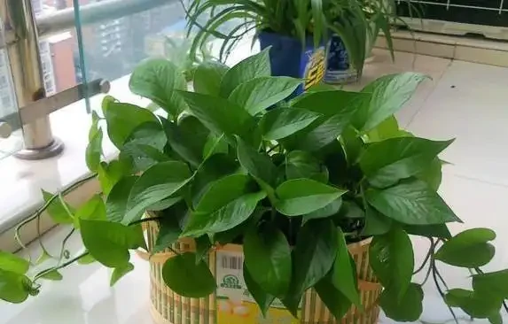 家裡煙味重?養這5種花,空氣清新身體好