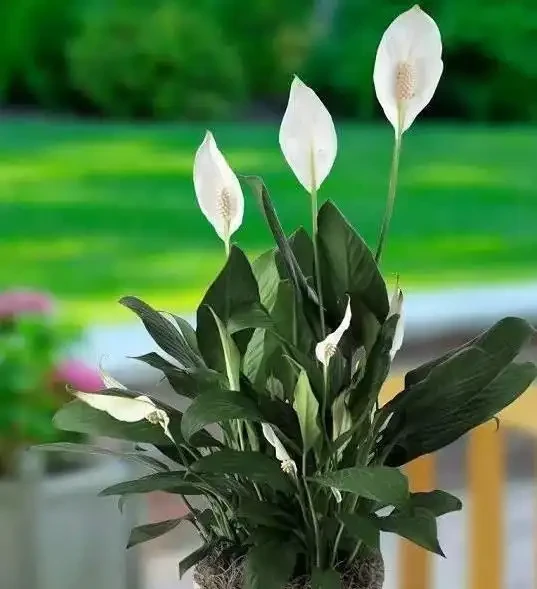 家裡煙味重?養這5種花,空氣清新身體好