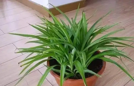 家裡煙味重?養這5種花,空氣清新身體好