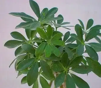 家裡煙味重?養這5種花,空氣清新身體好