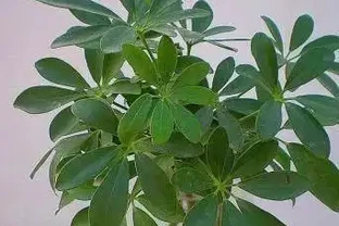 家裡煙味重？養這5種花，空氣清新身體好