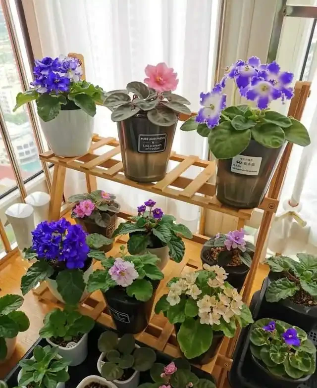 這9種花是「陰命天子」,一見太陽就蔫!立夏後,大家快挪個地!