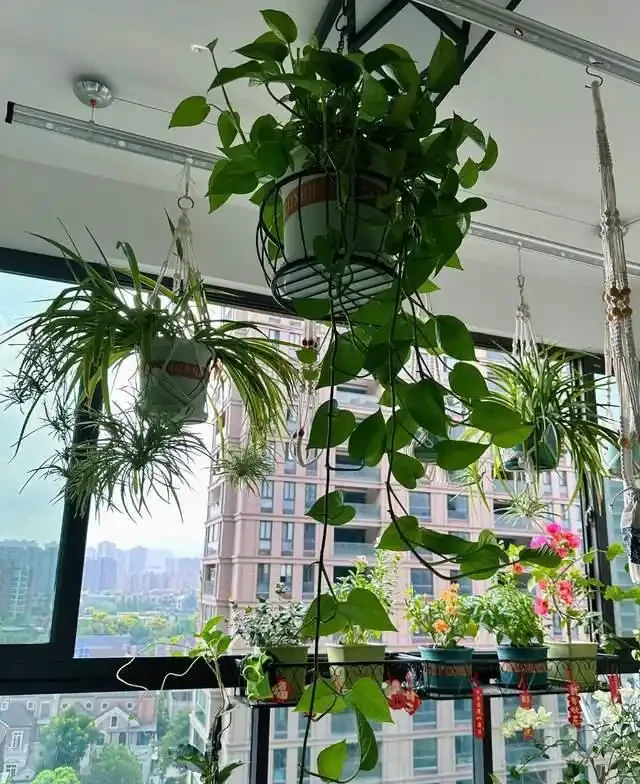 這9種花是「陰命天子」,一見太陽就蔫!立夏後,大家快挪個地!
