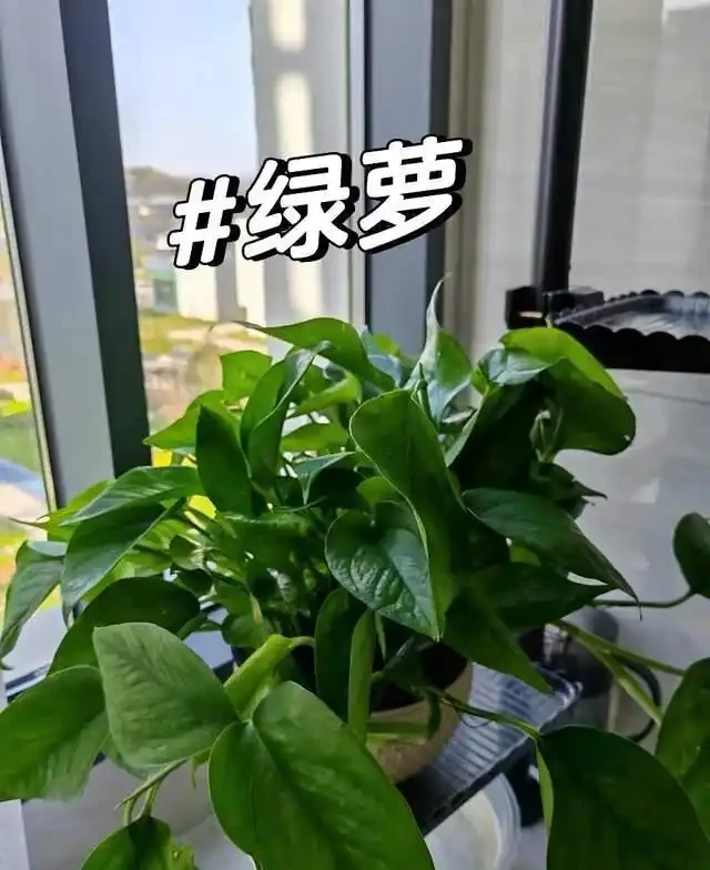 這9種花是「陰命天子」,一見太陽就蔫!立夏後,大家快挪個地!