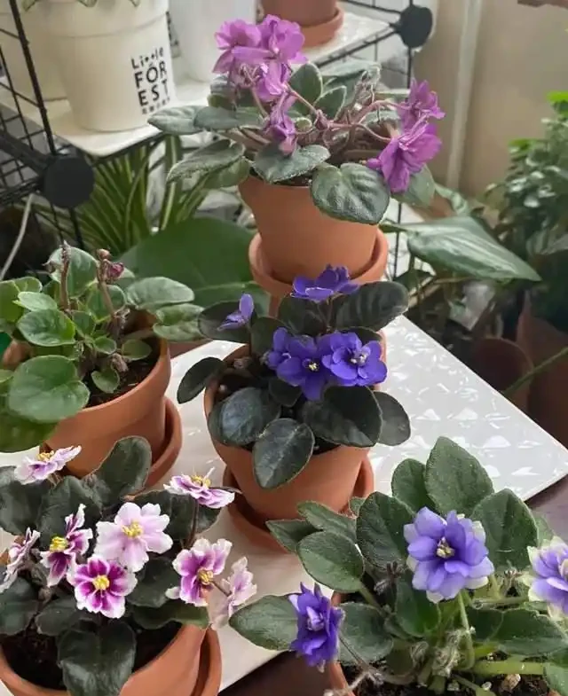 這9種花是「陰命天子」,一見太陽就蔫!立夏後,大家快挪個地!