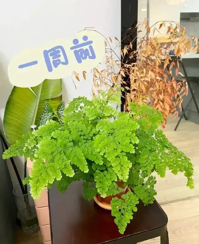 這9種花是「陰命天子」,一見太陽就蔫!立夏後,大家快挪個地!